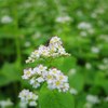 Buckwheat flower 