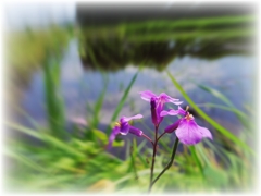 Flower beside rice field