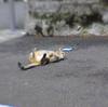 Cat (Yokosuka, Lensbaby)