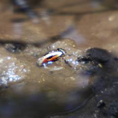 Fiddler crab