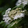 White flower