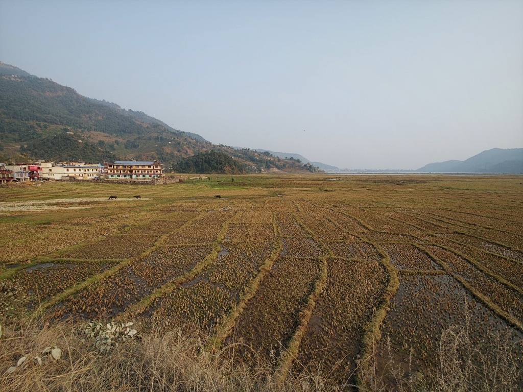 Rice field after harvest