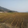 Rice field after harvest
