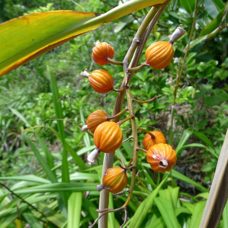 Alpinia fruits