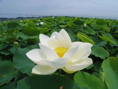 Lotus flower, KASUMIGAURA lake