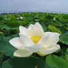 Lotus flower, KASUMIGAURA lake