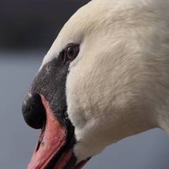 Gentle eye of swan