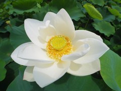 Lotus flower, KASUMIGAURA lake