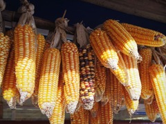 Corn is one of majour staple food