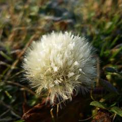 Dandelion in winter (4)