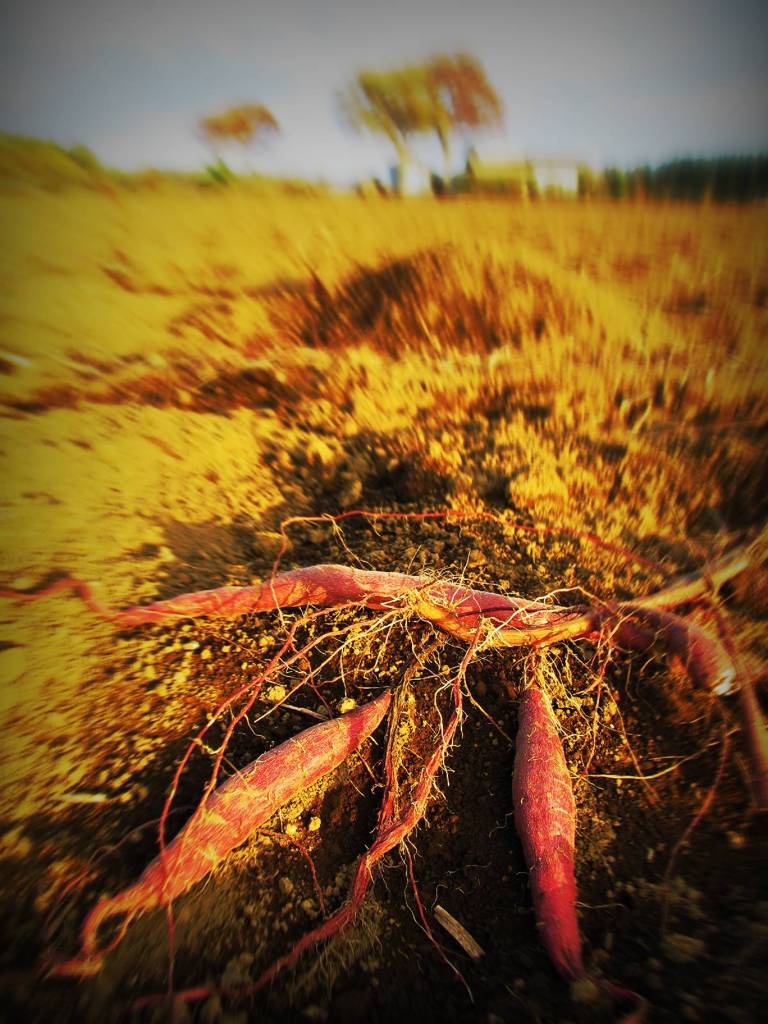 Sweetpotato out of harvest