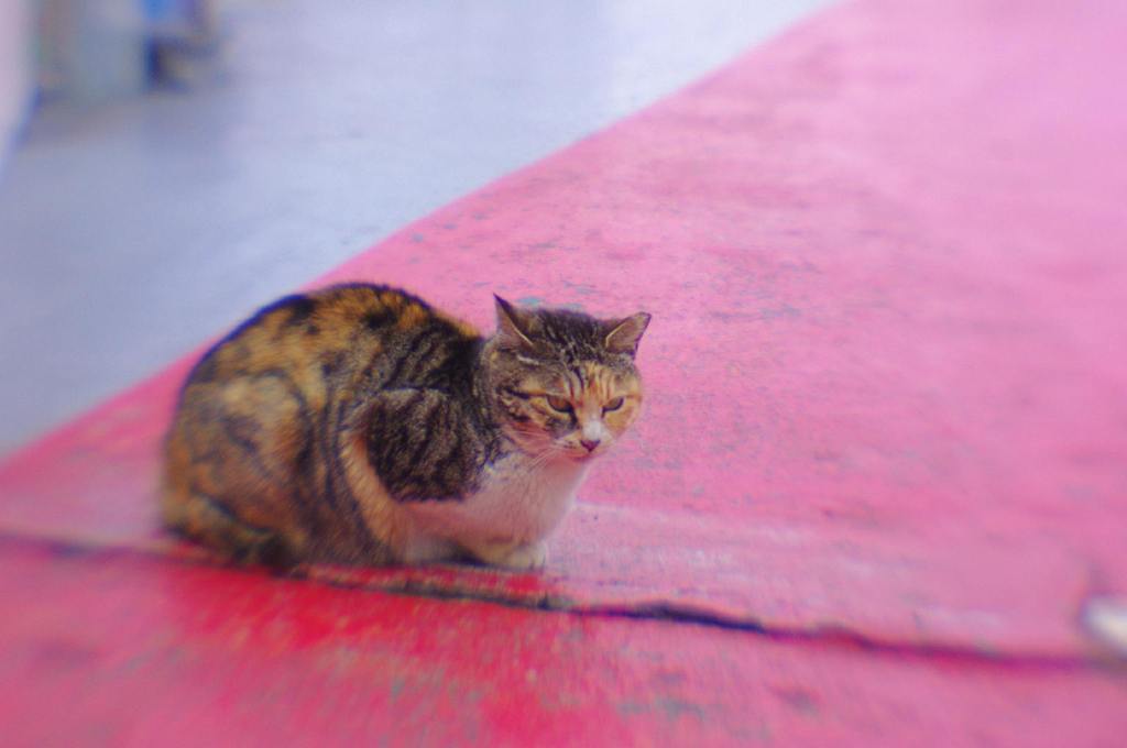 Cat (Yokosuka port,Lensbaby))
