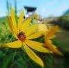 Bee on flower