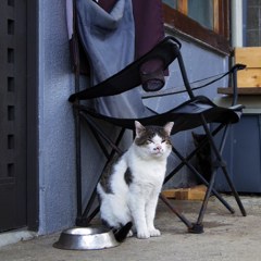 Cat on ONSEN-street 