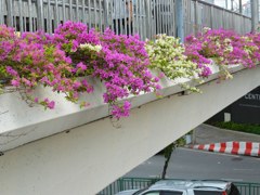 Flowers on pedestrian bridge 
