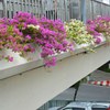 Flowers on pedestrian bridge 