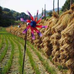 Windmill in rice field 