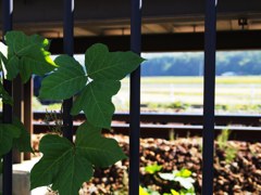 Fence of local railway station 