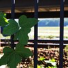 Fence of local railway station 