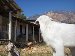Goat looks up mountain as me