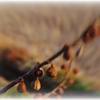 Dried in winter wind