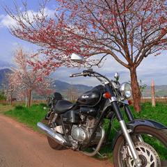 HONDA Phantom 200 in Spring