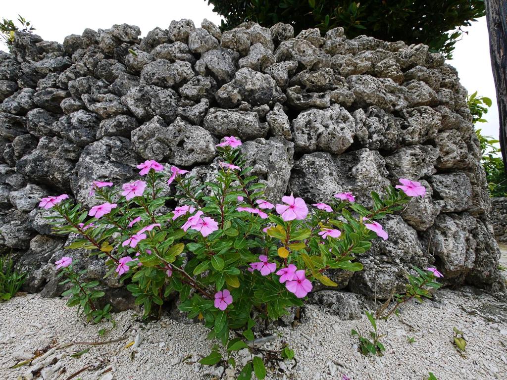 Periwinkle on coral stone wall