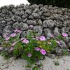 Periwinkle on coral stone wall