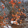 Persimmon fruits unharvested 