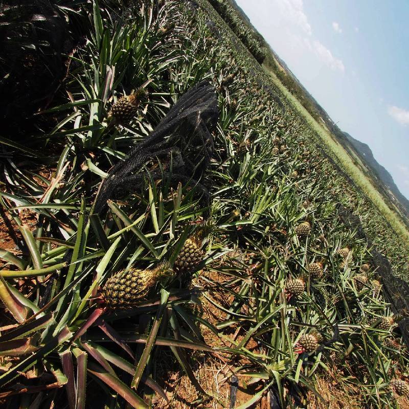 Pineapple field