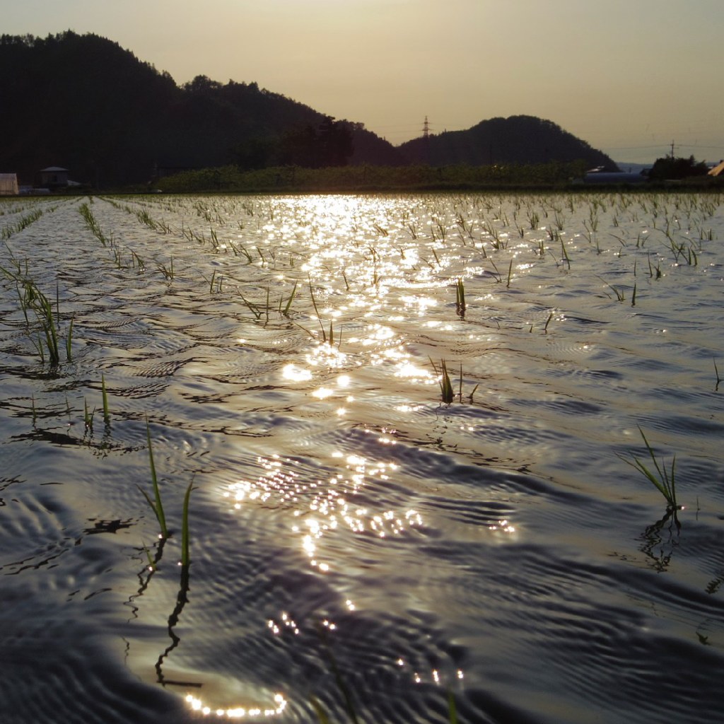 Waves on rice field 