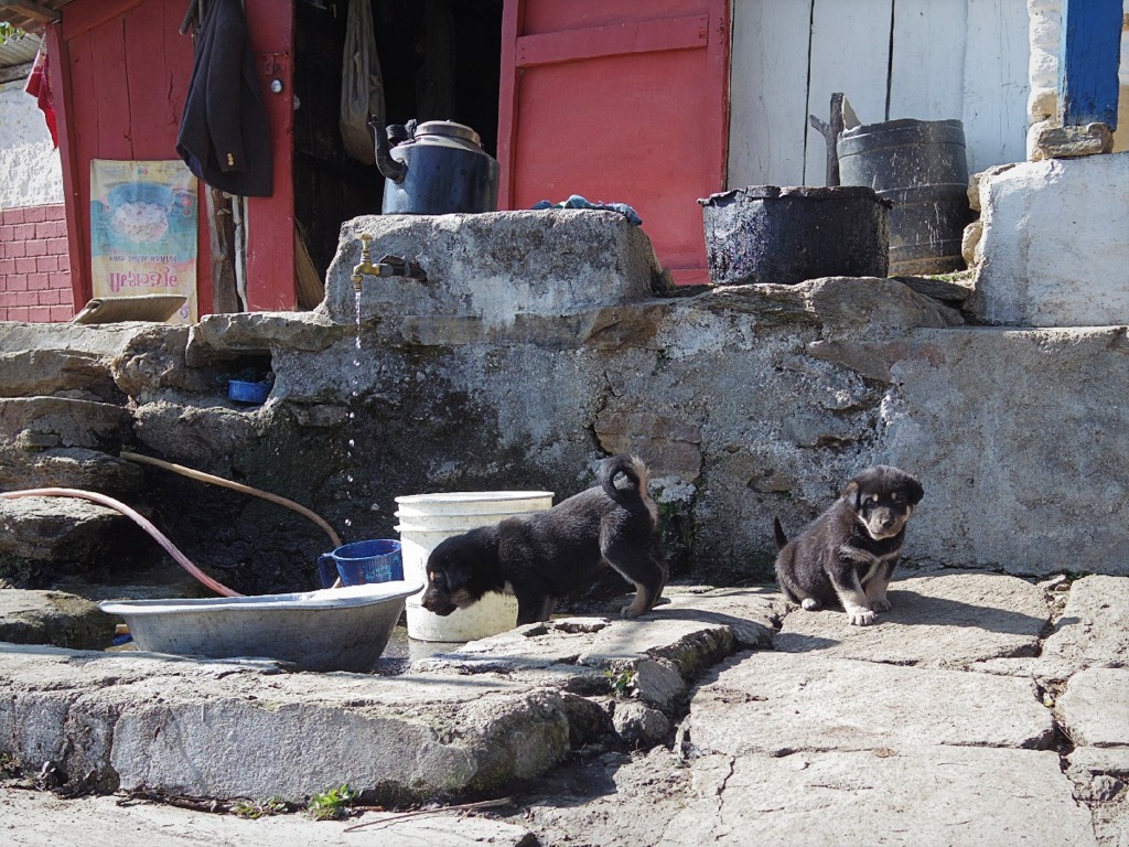 Puppys