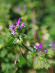 Henbit (wild mint) 