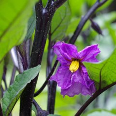 Eggplant flower