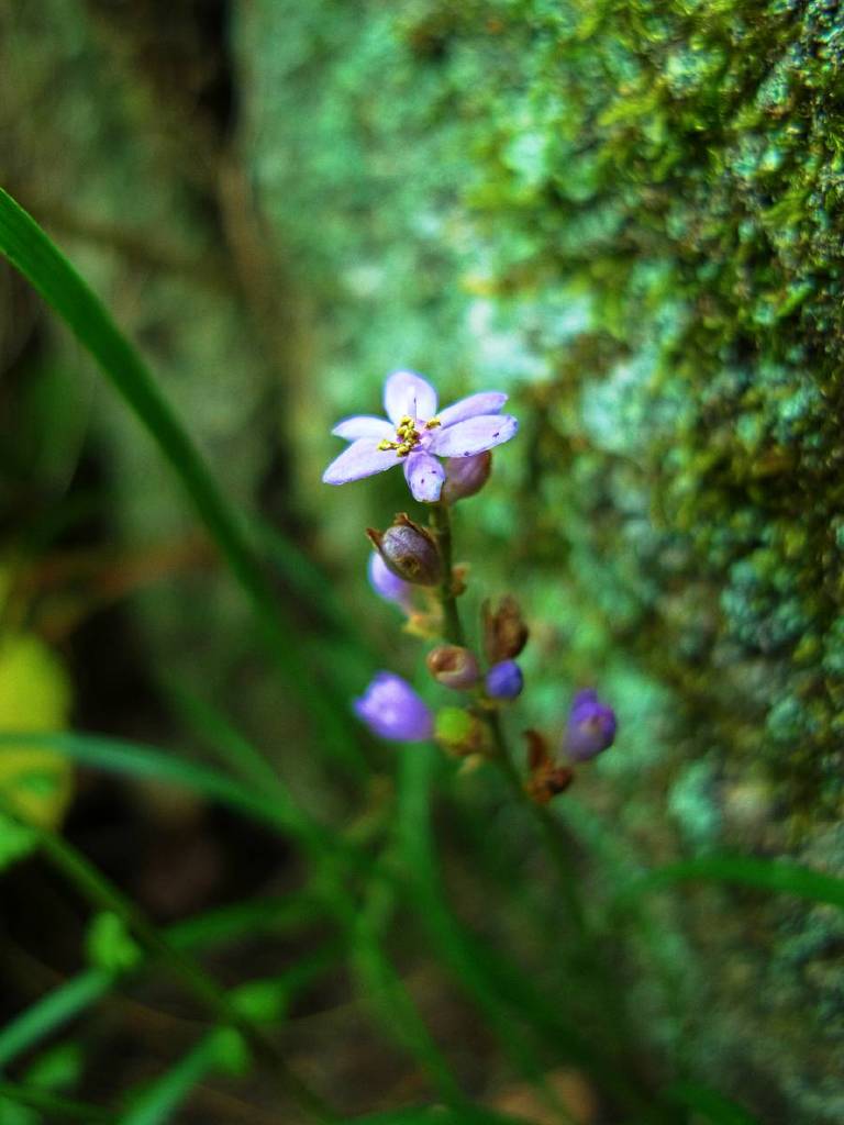 Small flower on stone steps