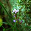 Small flower on stone steps