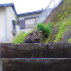 Cat (Yokosuka, Lensbaby)