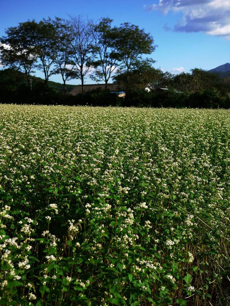 蕎麦の花