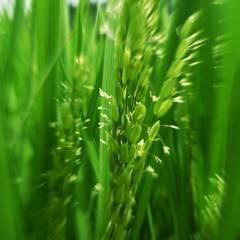 Rice flowering