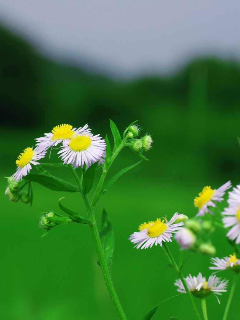 Flowers on rice field's ridge