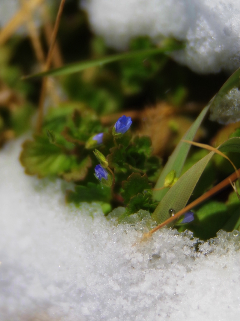 Small flower in snow
