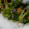 Small flower in snow