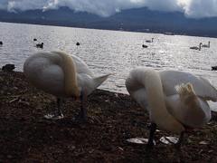 Swans synchronized