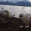 Swans synchronized