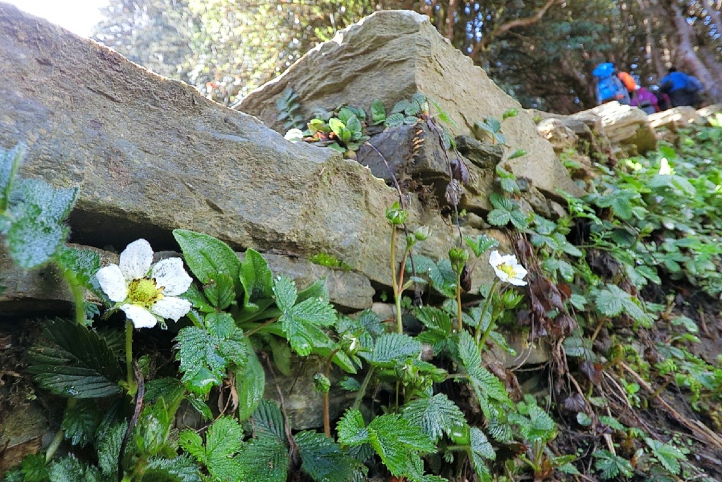 Stone steps