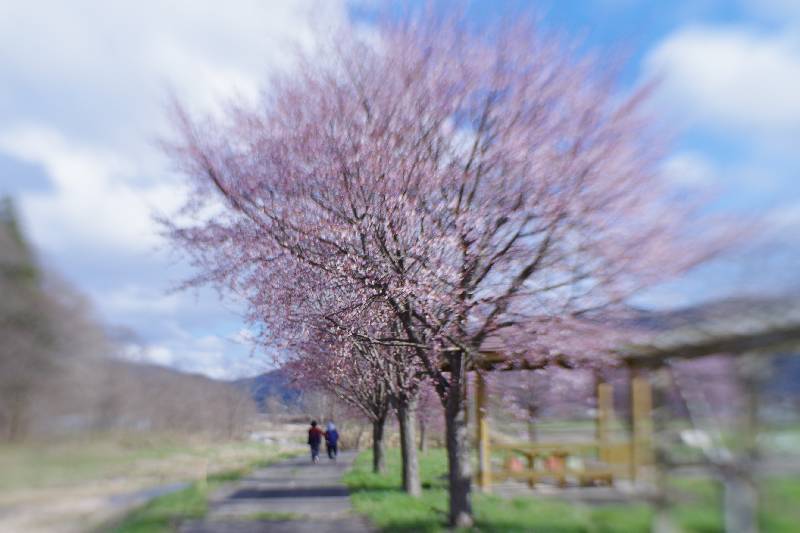 Cherry blossoms in TONO city (遠野の桜)
