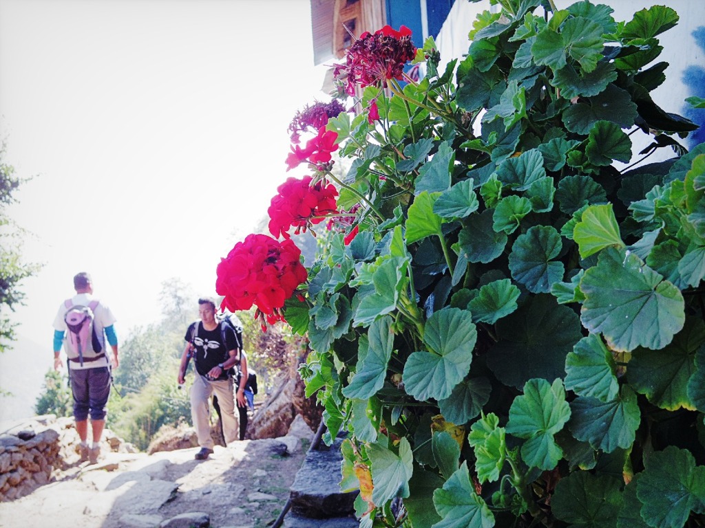 Trekkers up and down