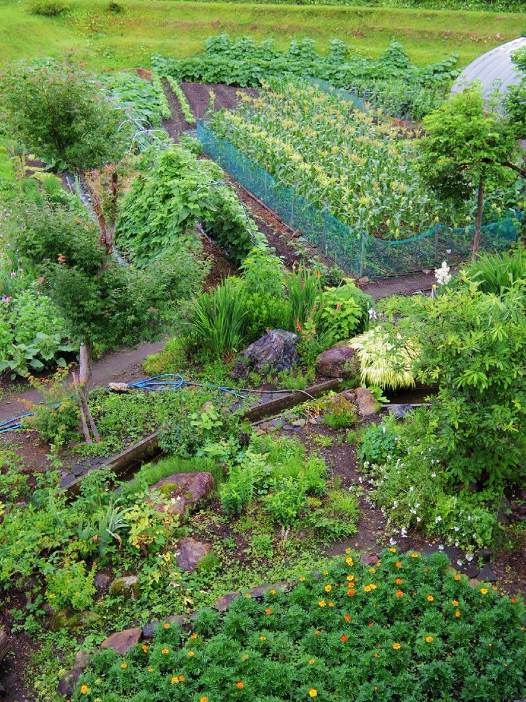 Backyard cultivation of RYOKAN