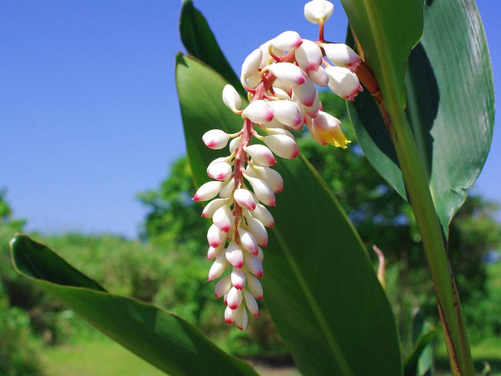 Alpinia flower (月桃の花)