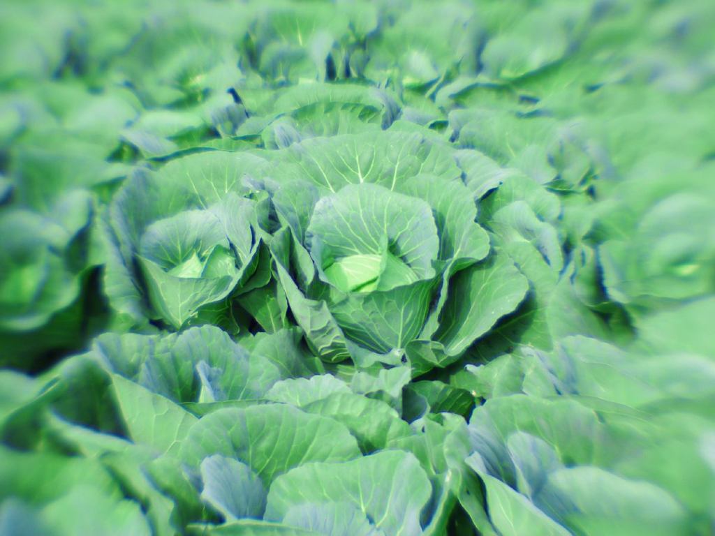 Cabbage field